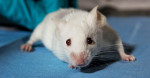 An image of https://www.mousebiology.org/wp-content/uploads/sites/3/2023/06/one-white-mouse.jpg