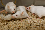 An image of https://www.mousebiology.org/wp-content/uploads/sites/3/2023/06/white-mice.jpg