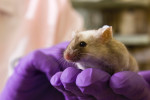 An image of https://www.mousebiology.org/wp-content/uploads/sites/3/2023/07/holding-a-mouse.jpg