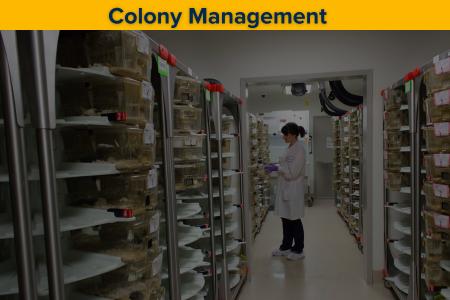 Colony management illustration showing mouse breeding and care