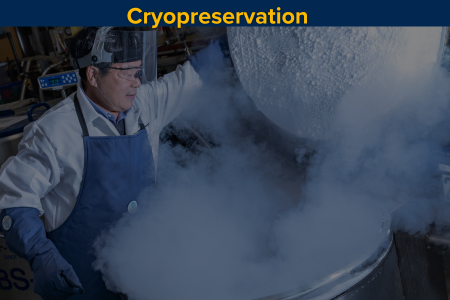 Cryopreservation illustration showing frozen sample storage