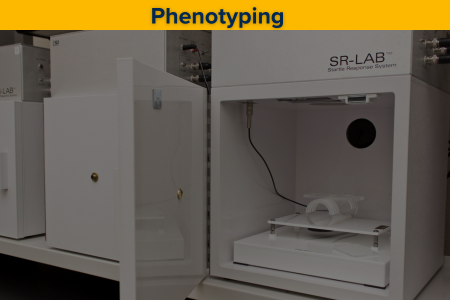 Mouse phenotyping illustration showing physical trait analysis