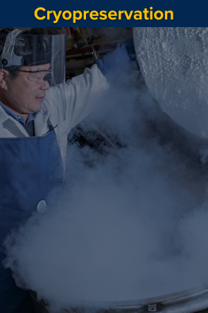 Portrait view of cryopreservation illustration showing frozen sample storage
